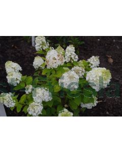 Hydrangea pan. 'Magical Mont Blanc' C3