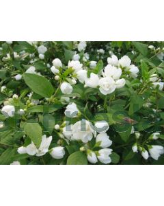 Philadelphus 'Manteau d'Hermine' C3