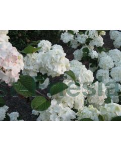 Viburnum plic. 'Grandiflorum' 150/+ C20