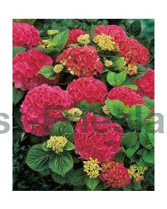 Hydrangea m.'Red Baron' C2