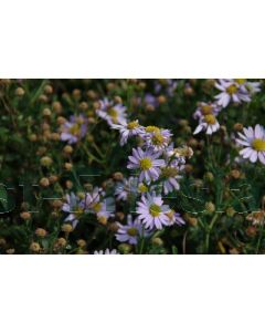 Kalimeris incisa 'Blue Star' P9 / 24 per kist