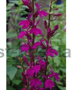 Lobelia 'Tania' P9 / 24 per kist