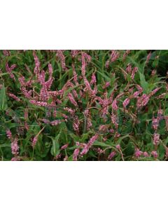 Persicaria ampl. 'Pink Elephant' P9 / 24 per kist