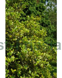 Ilex aq. 'Golden van Tol' halfstam C20