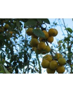 Malus 'Golden Hornet' 6/8 kw