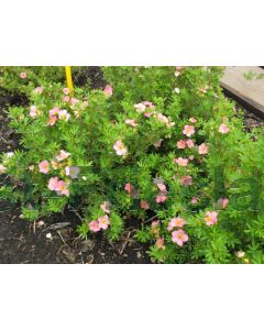 Potentilla f. 'Pink Beauty' C2