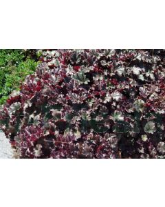 Heuchera 'Chocolate Ruffles' P9 / 24 per kist