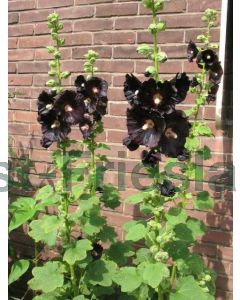 Alcea rosea 'Nigra' C2