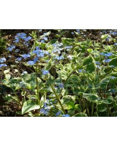 Brunnera macr. 'Variegata' P9 / 24 per kist