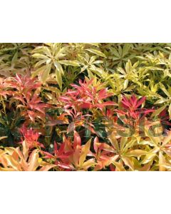 Pieris jap. 'Forest Flame' C2