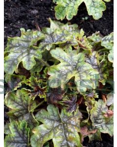 Heucherella 'Tapestry' P9 / 24 per kist