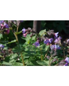 Pulmonaria officinalis P9 / 24 per kist