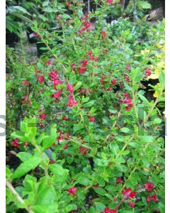 Escallonia 'Red Elf' 100-125 cm C20