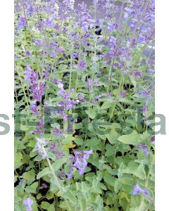 Nepeta faass. 'Six Hills Giant' P9 / 24 per kist