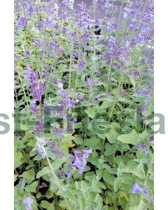 Nepeta faass. 'Six Hills Giant' C2