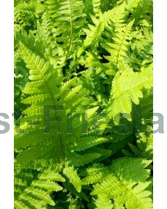 Dryopteris filix-mas P9 / 24 per kist