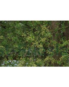 Salix alba 10/12 C45 Knotvorm 200 cm stam