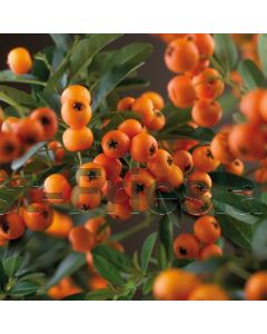 Pyracantha 'Golden Charmer' 150-175 cm C7.5