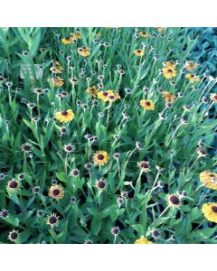 Helenium 'Moerheim Beauty' P9 / 24 per kist