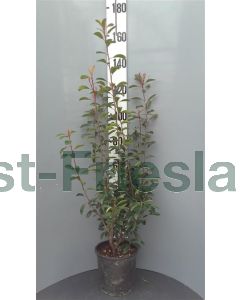 Photinia fras. 'Red Robin' 125-150 cm C18