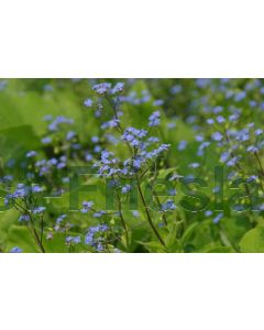 Brunnera macrophylla P9 / 24 per kist