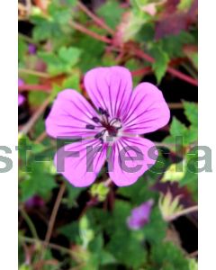 Geranium 'Pink Penny' P9 / 24 per kist