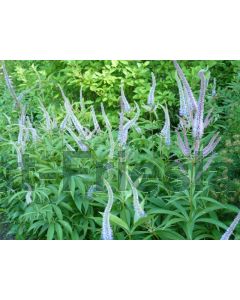 Veronicastrum virg. 'Roseum' P9 / 24 per kist