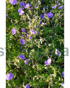 Geranium 'Brookside' P9 / 24 per kist