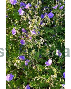 Geranium 'Brookside' C2