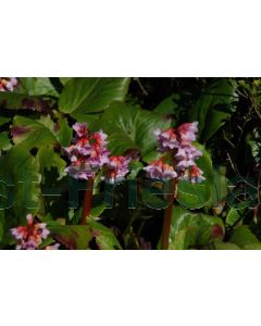 Bergenia 'Baby Doll' P9 / 24 per kist