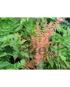 Dryopteris erythrosora P9 / 24 per kist