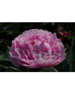 Paeonia (LD) 'Sarah Bernhardt' (roze) P11