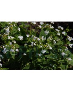 Brunnera macr. 'Betty Bowring' P9 / 24 per kist