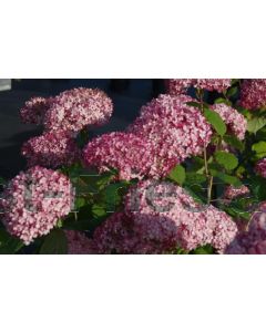 Hydrangea arb. 'Pink Annabel' 100-125 cm C20