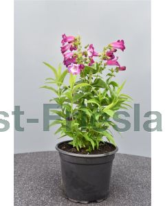 Penstemon hartwegii C2