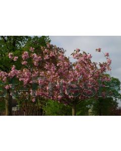 Prunus serr. 'Pink Perfection' 200-250 cm C75 Meerstam