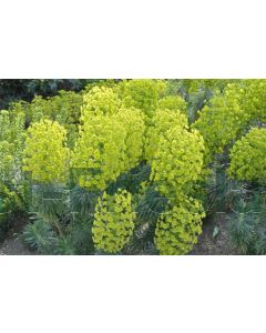 Euphorbia characias 'Wulfenii' P9 / 24 per kist