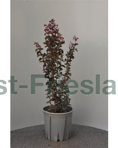 Lagerstroemia ind. 'Raspberry Sorbet' 60-80 cm C9