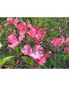 Cornus florida 'Cherokee Chief' 100-125 cm C20