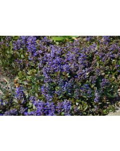 Ajuga reptans 'Chocolat Chips' P9 / 24 per kist