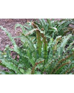 Asplenium scol. 'Cristatum' P9 / 24 per kist