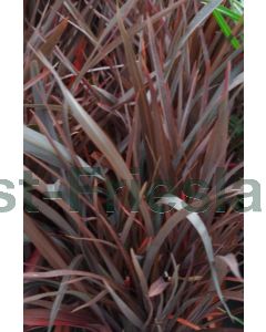 Phormium tenax 'Purpureum' C3