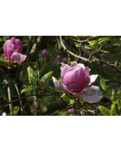 Magnolia soul. 'Lennei' 80-100 cm C10