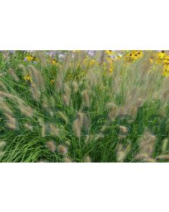 Pennisetum al. 'Hameln' P9 / 24 per kist