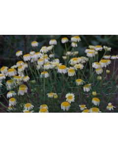 Anthemis hyb. 'Sauce Hollandaise' P9 / 24 per kist