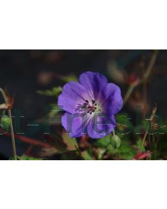 Geranium 'Azure Rush' P9 / 24 per kist