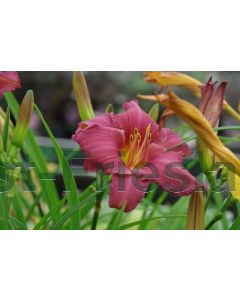 Hemerocallis 'Summer Wine' P9 / 24 per kist