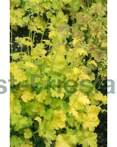 Heuchera 'Lime Rickey' P9 / 24 per kist