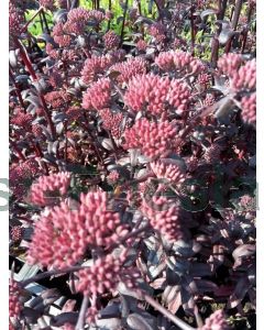 Sedum 'Purple Emperor' P9 / 24 per kist