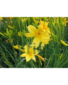 Hemerocallis lilioasphodelus P9 / 24 per kist